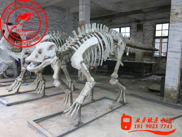 恐龙化石骨架――鸭嘴龙