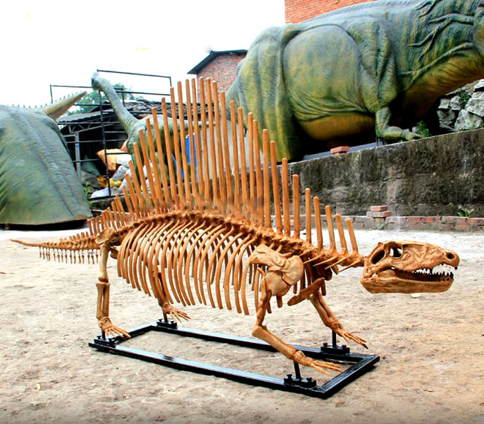 博物馆定制仿真恐龙骨架――3米异齿龙